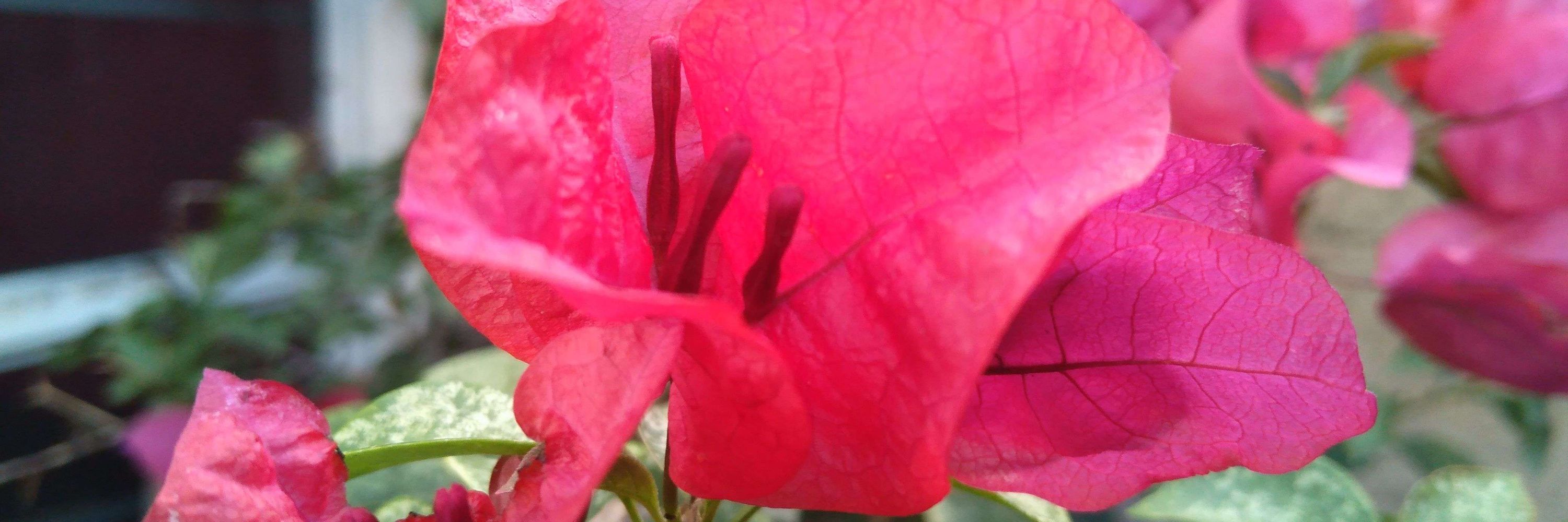 Le Ñemoño 🍉🕊️