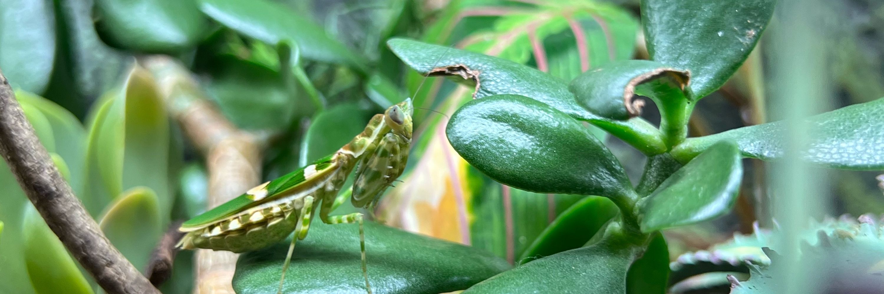 Karl the Bug Person