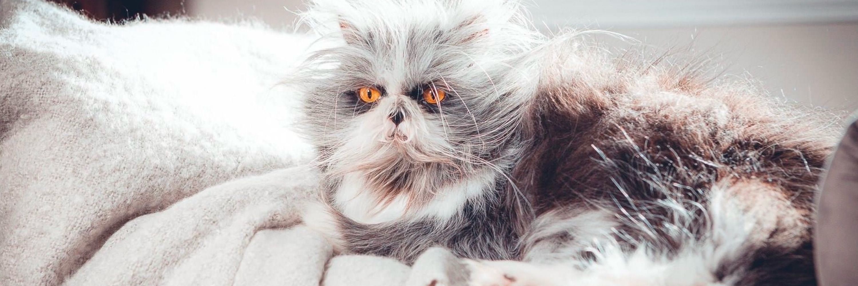 Atchoum the cat