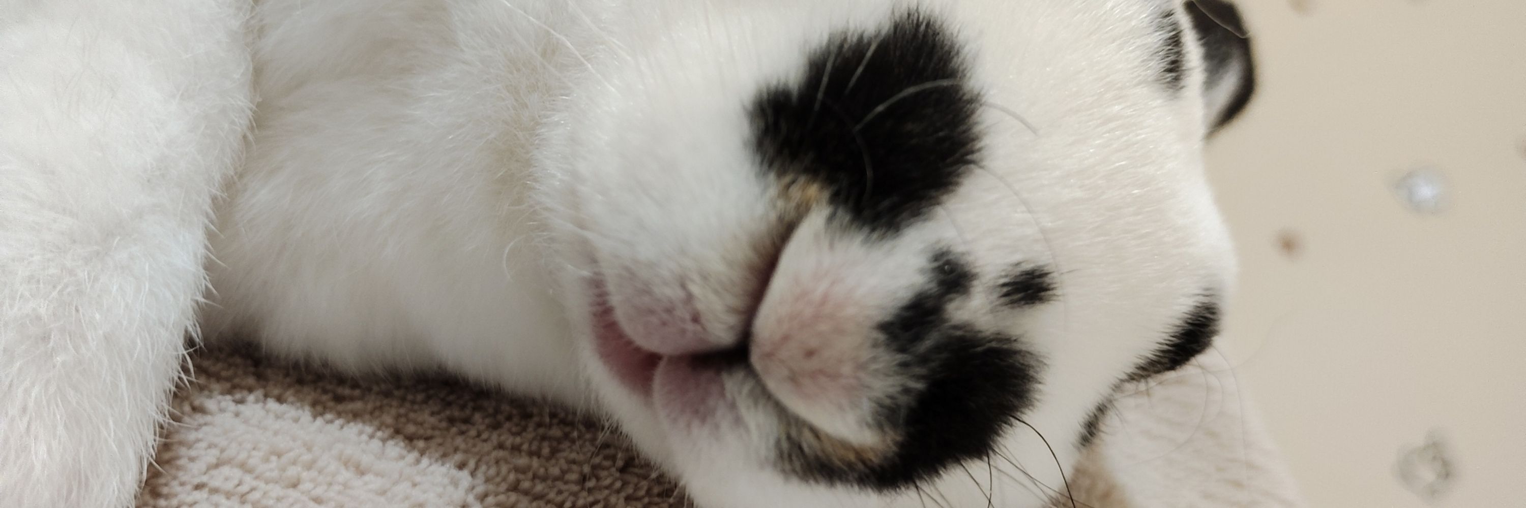 おふとん(さふぇ)