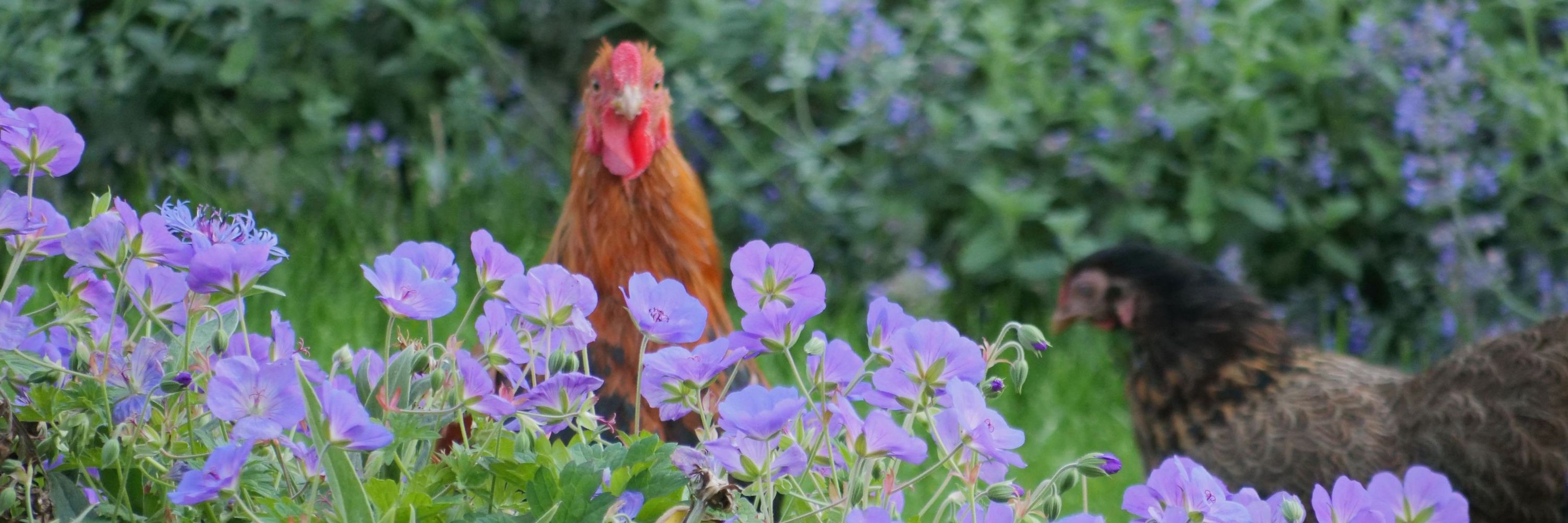 De tuin van morgen