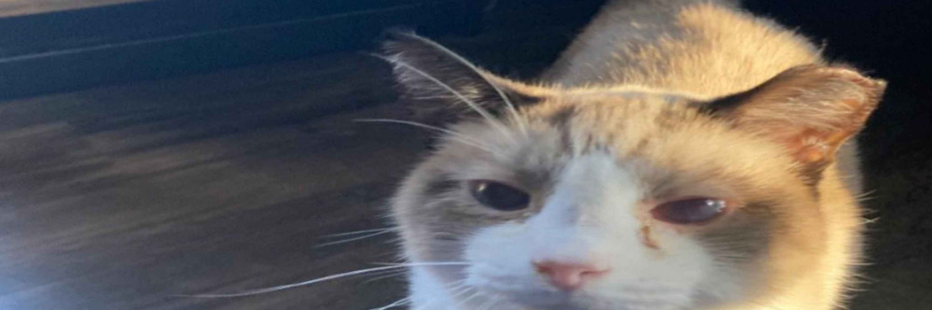 Mochi