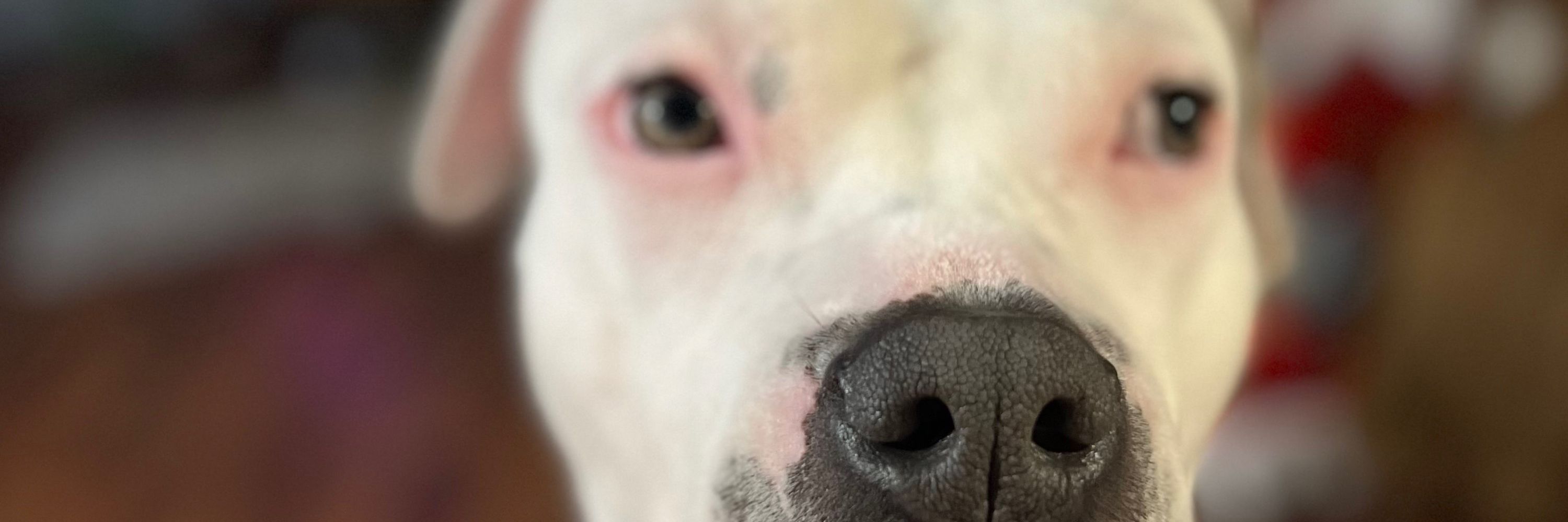 Pibble Dad
