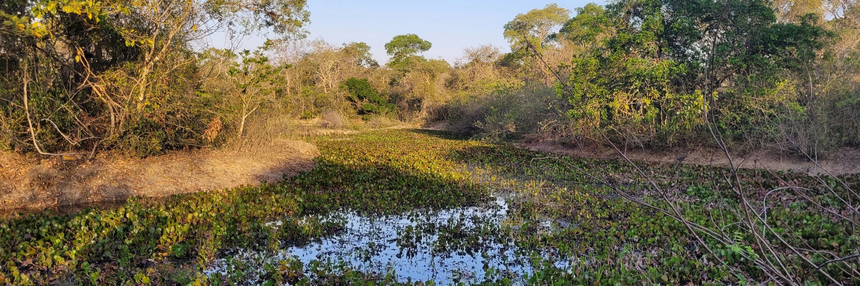 Caiman brasiliensis