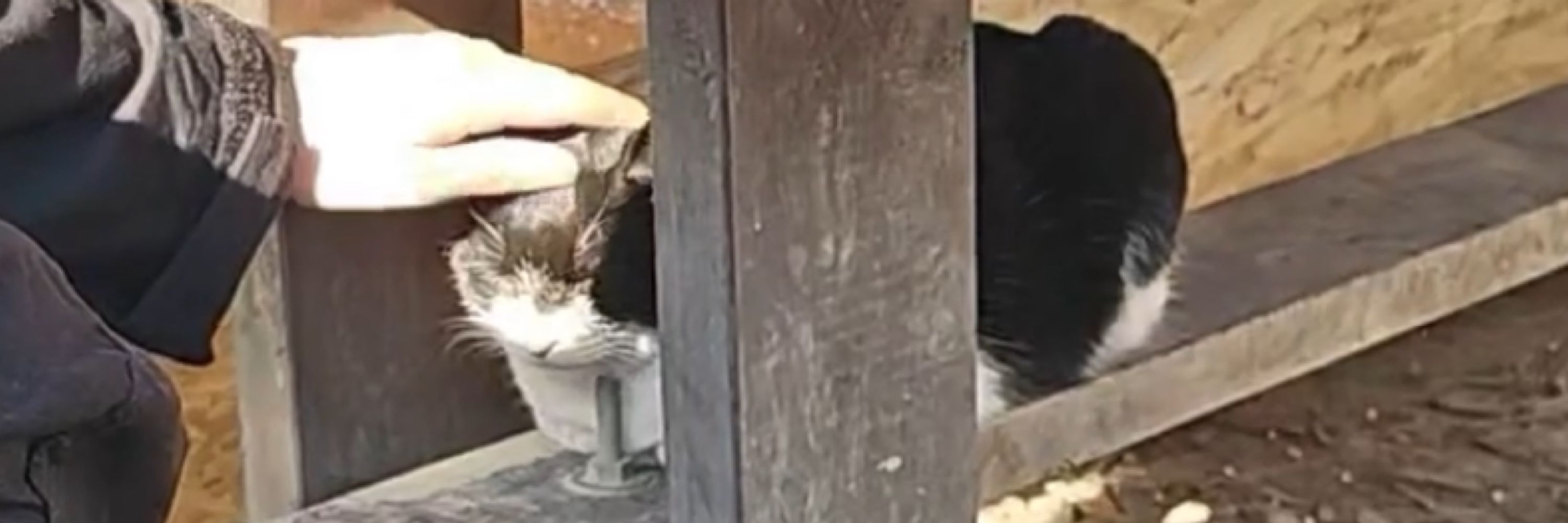 😾