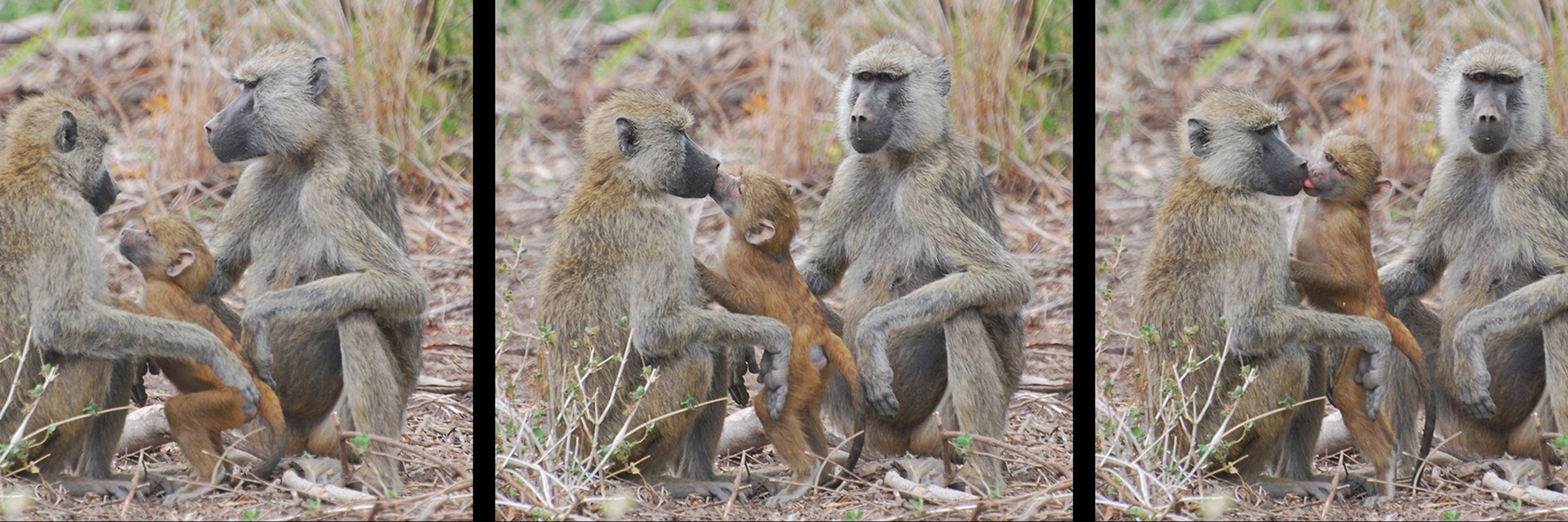 Amboseli Baboon Research Project
