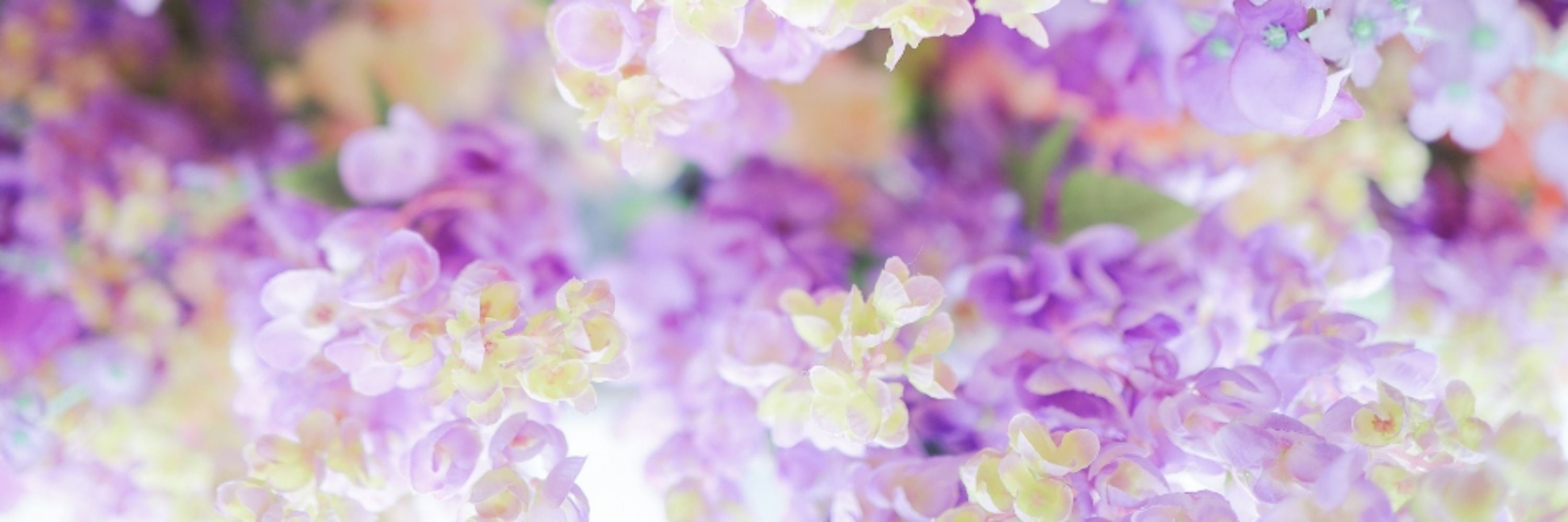 Florql_Lily🌷.*