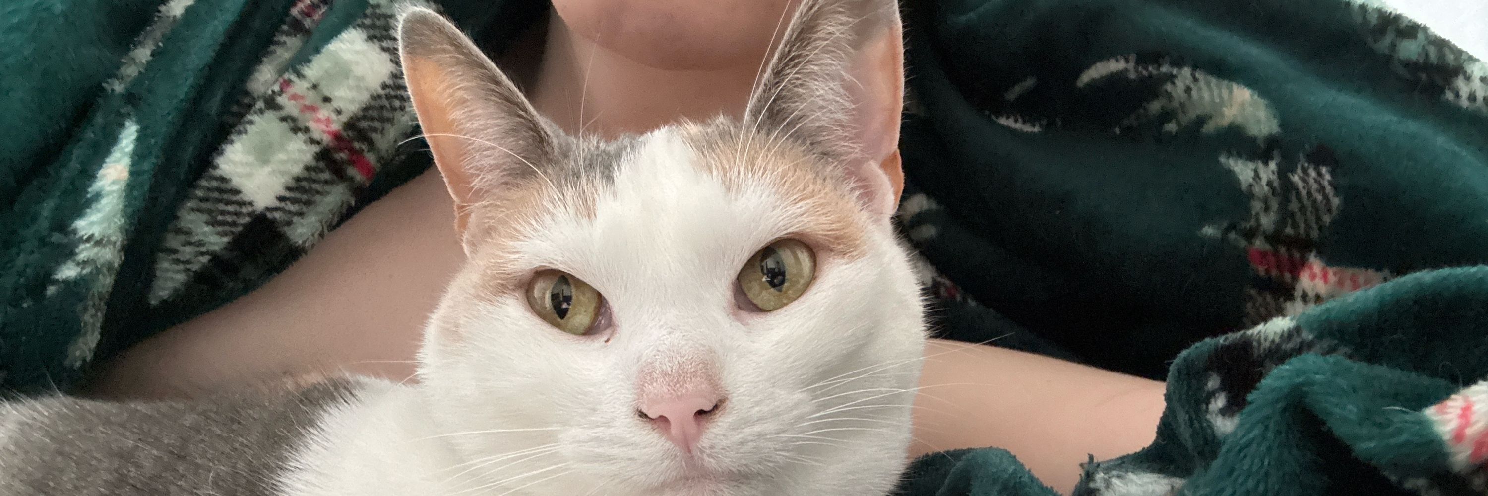 Cocoa (Clover?)
