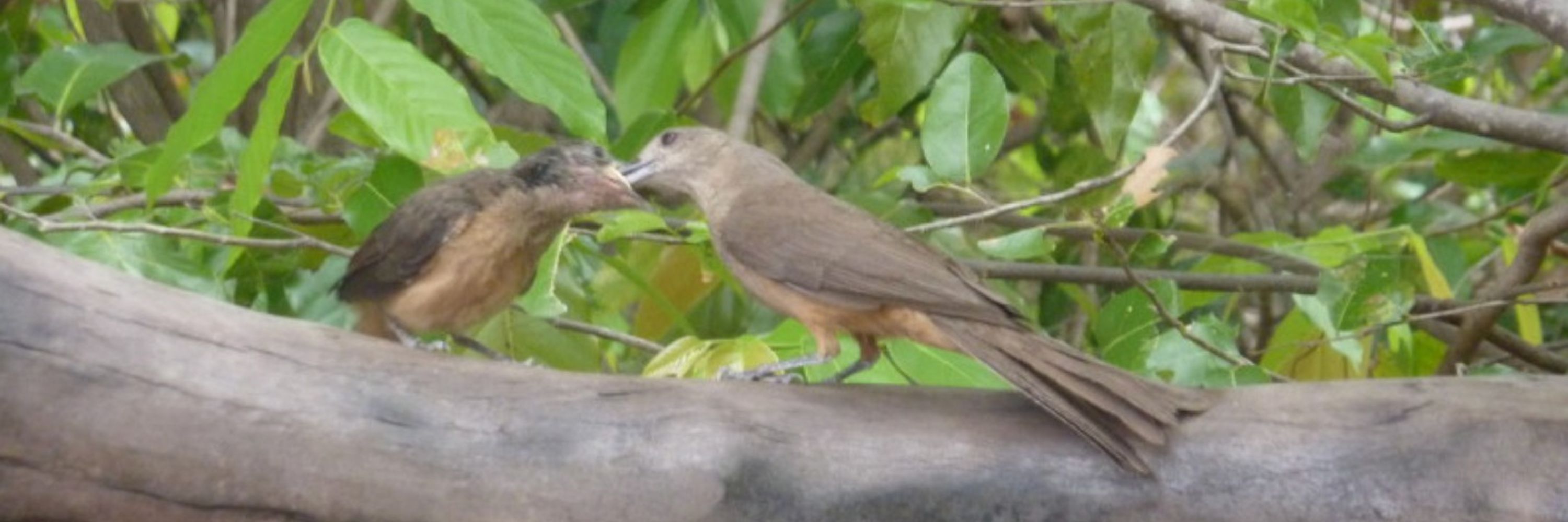 David Peetz' friends & birds account