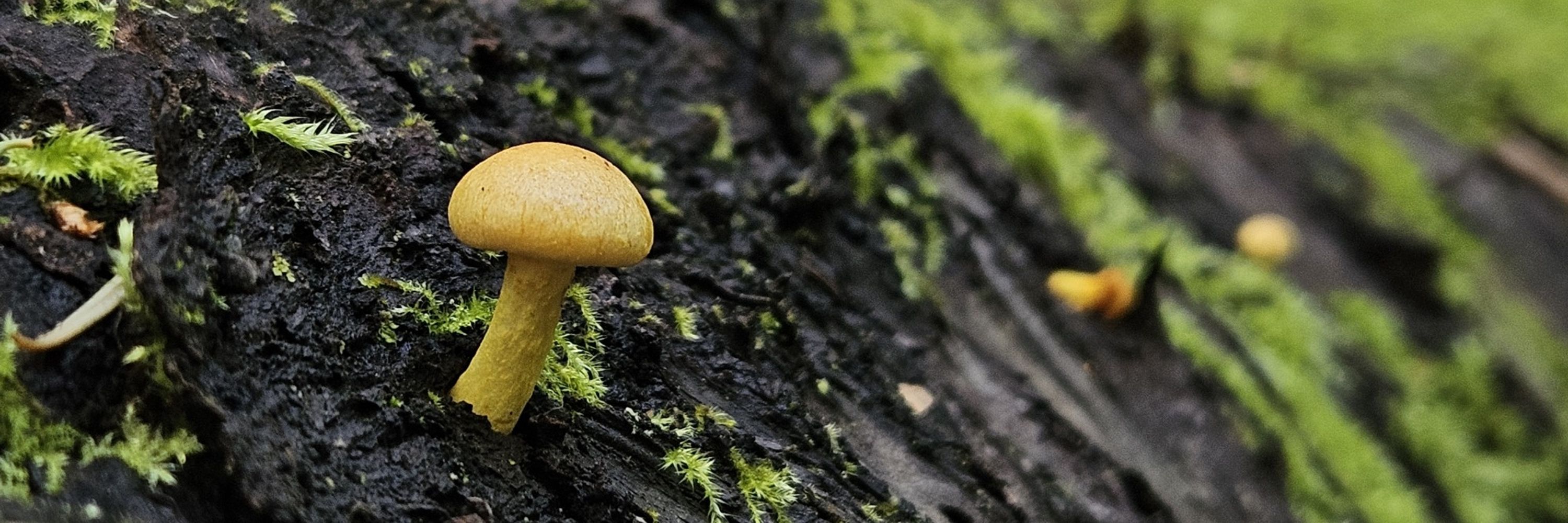 Kalidascopes12
