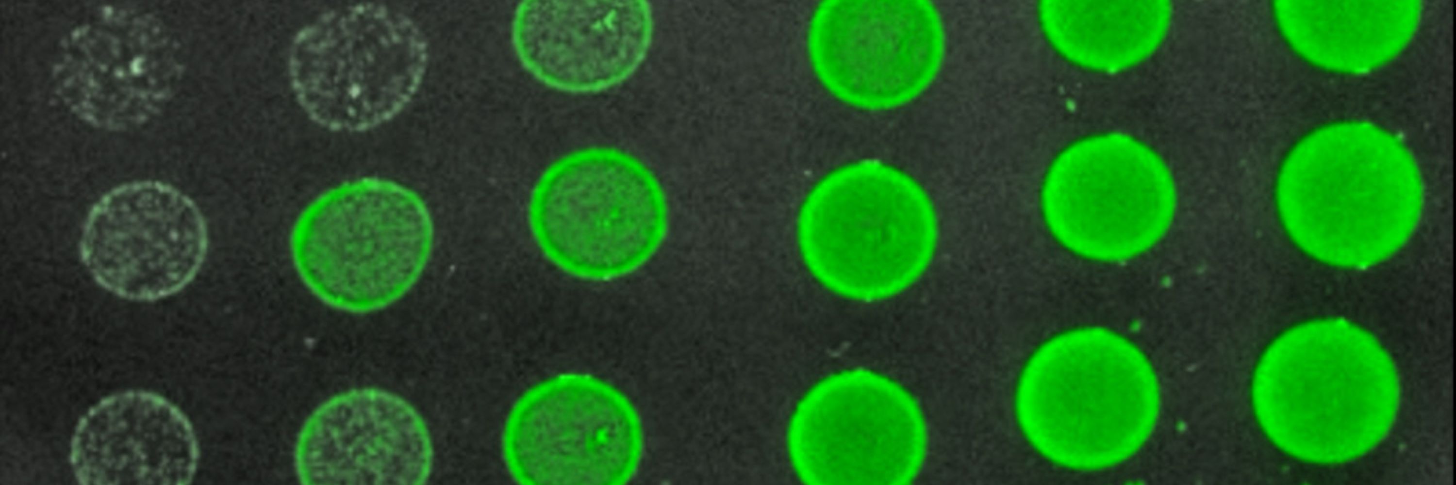 @bacteriocins.bsky.social