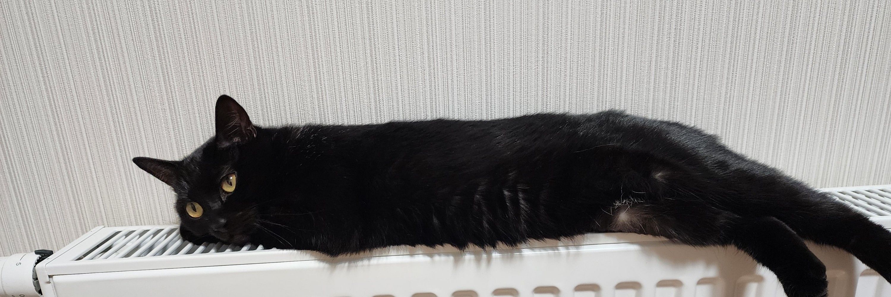 こーちゃ
