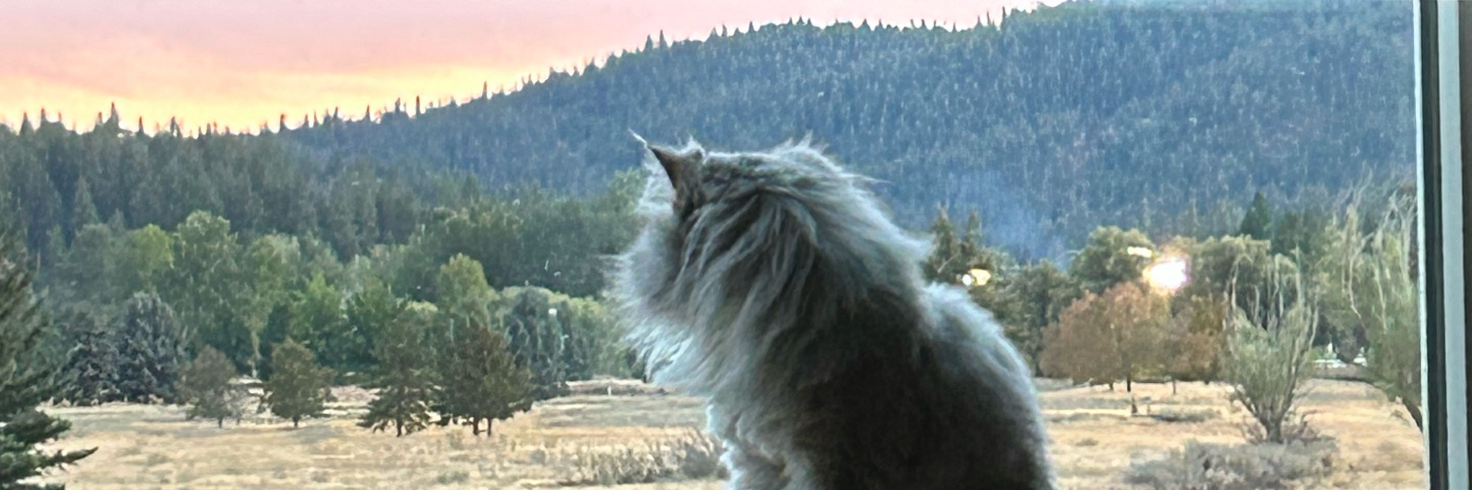 Tinkerbell the Persian Cat