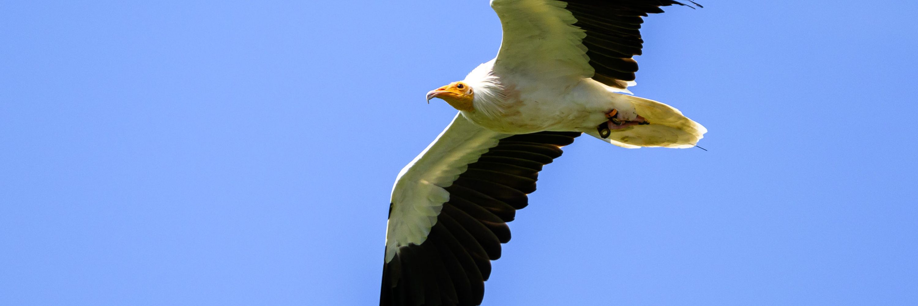 Hawk Conservancy Trust