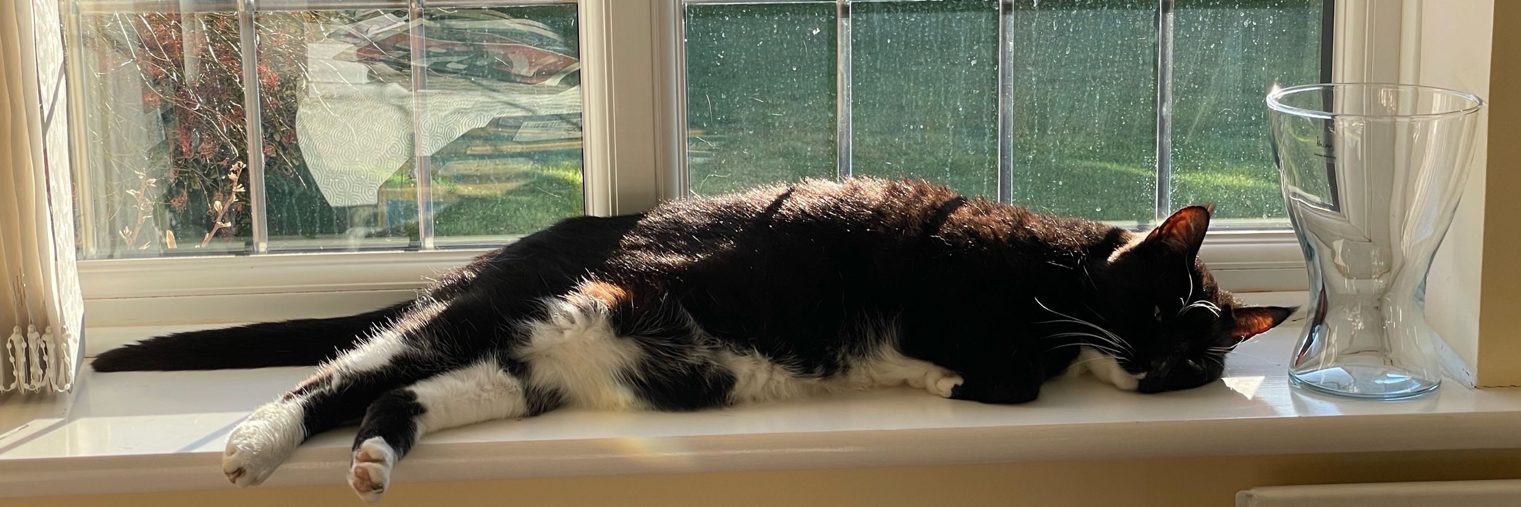TJ Cat