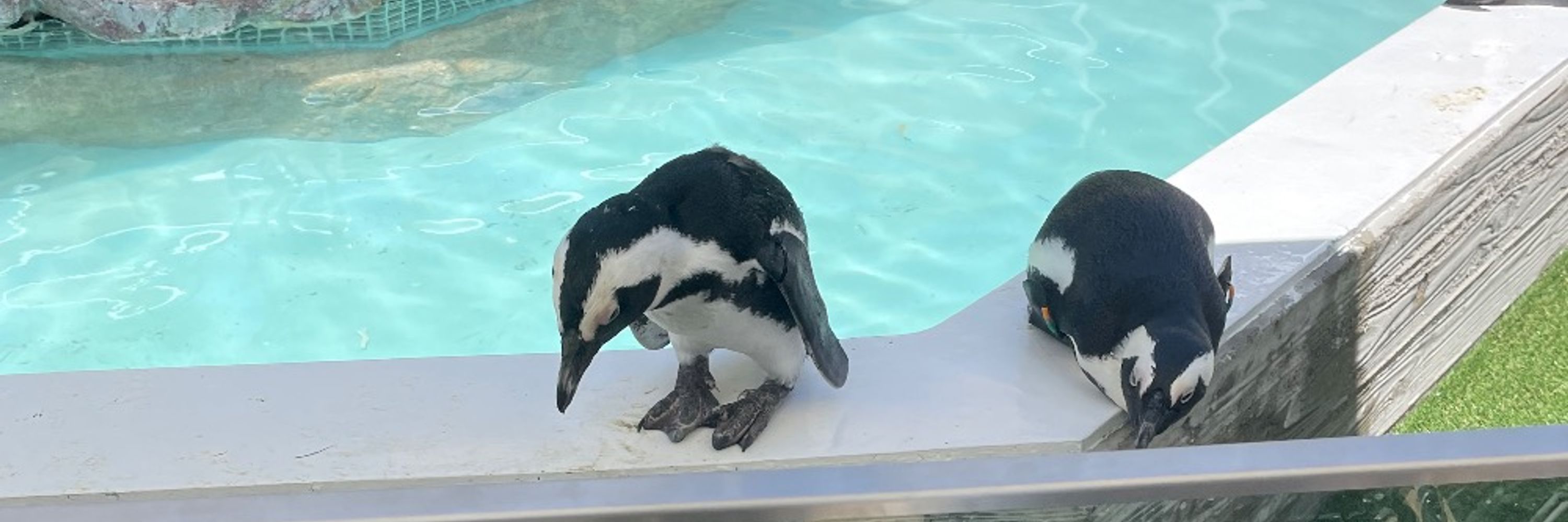 しののめ