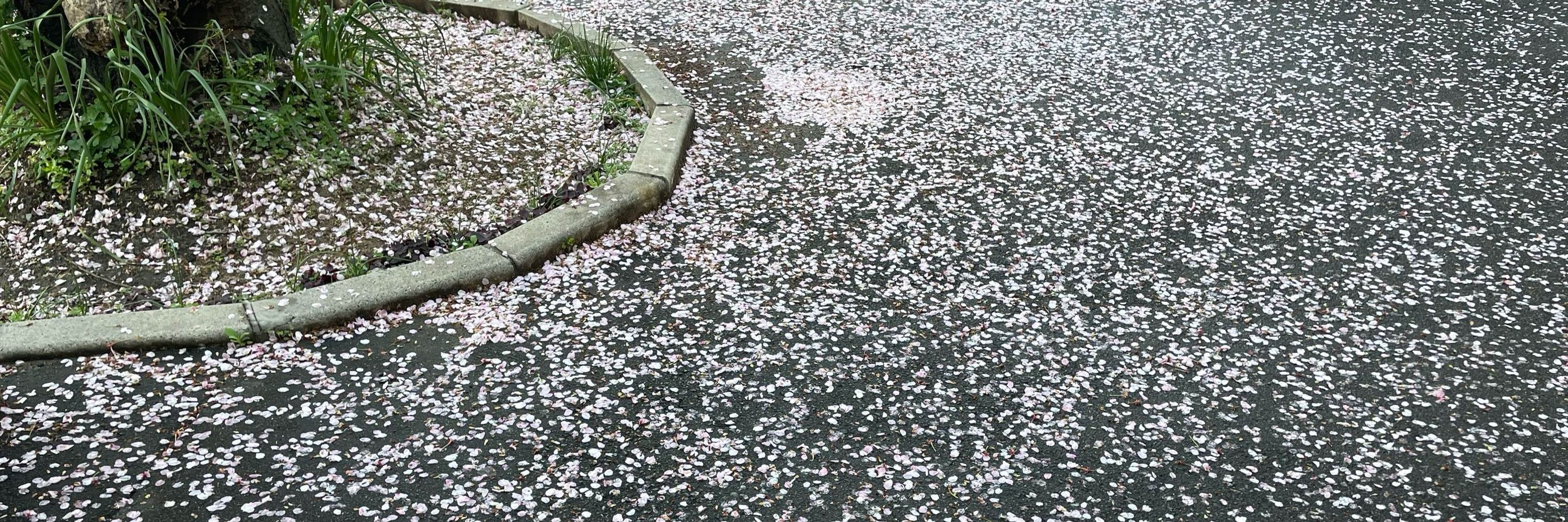 たきぎ