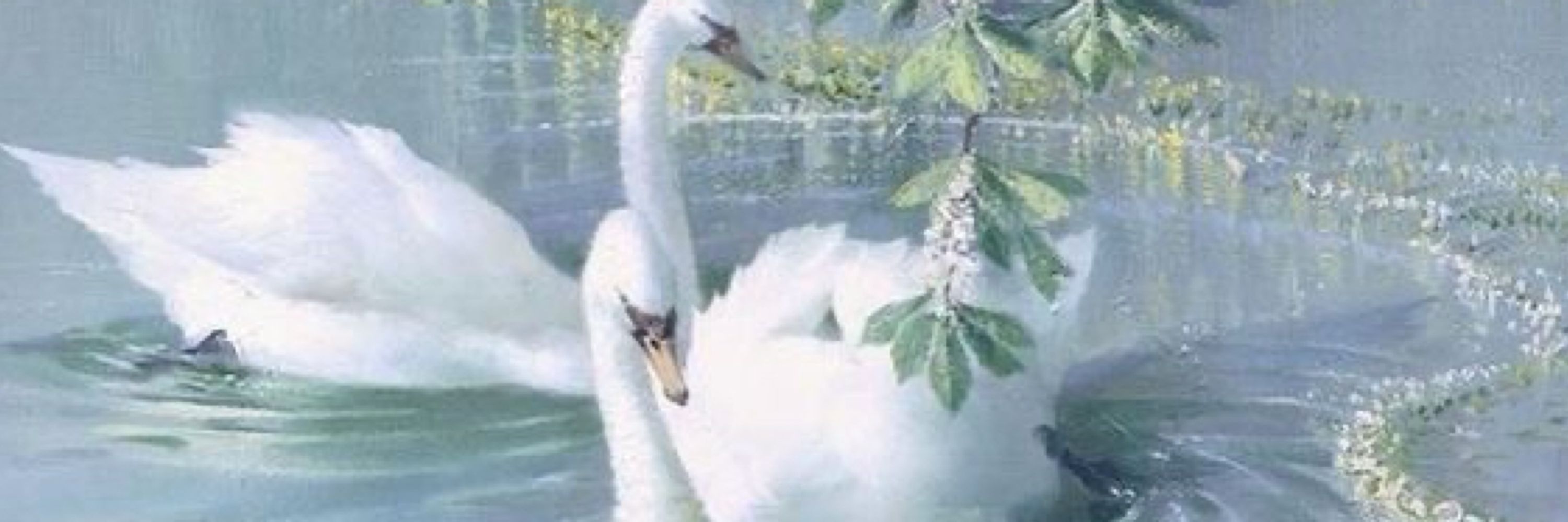☁️🕊️