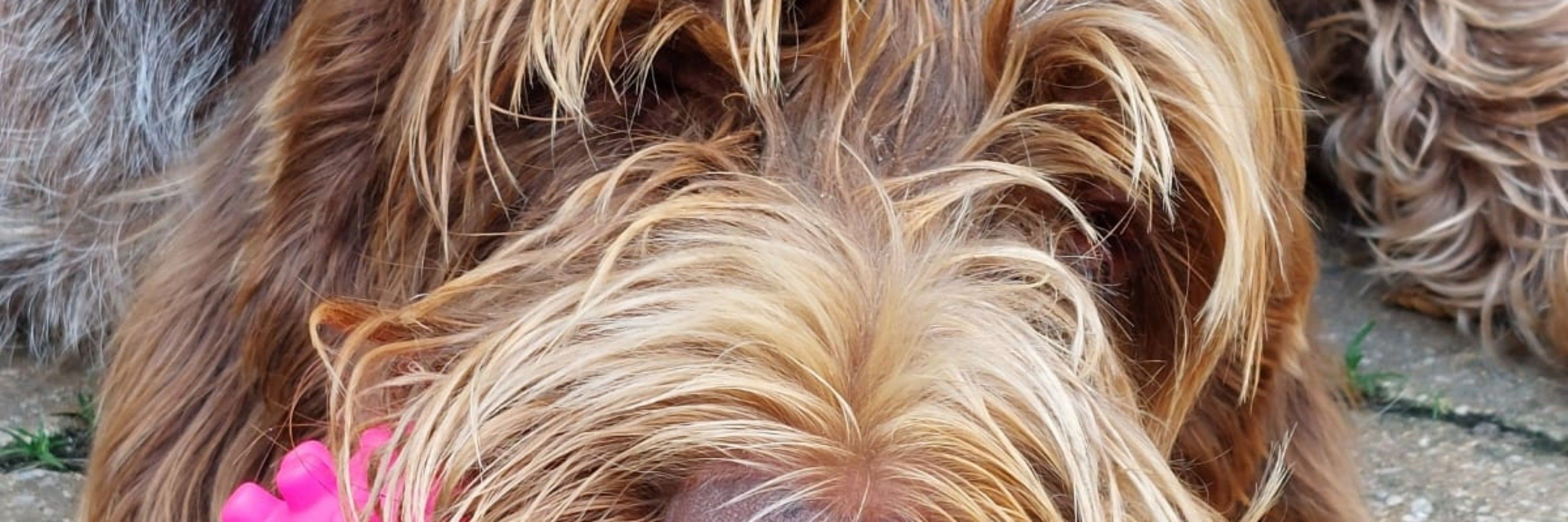 Fella ötPöt 🔔🇺🇦 🐕🦈🏳️‍🌈🇳🇱