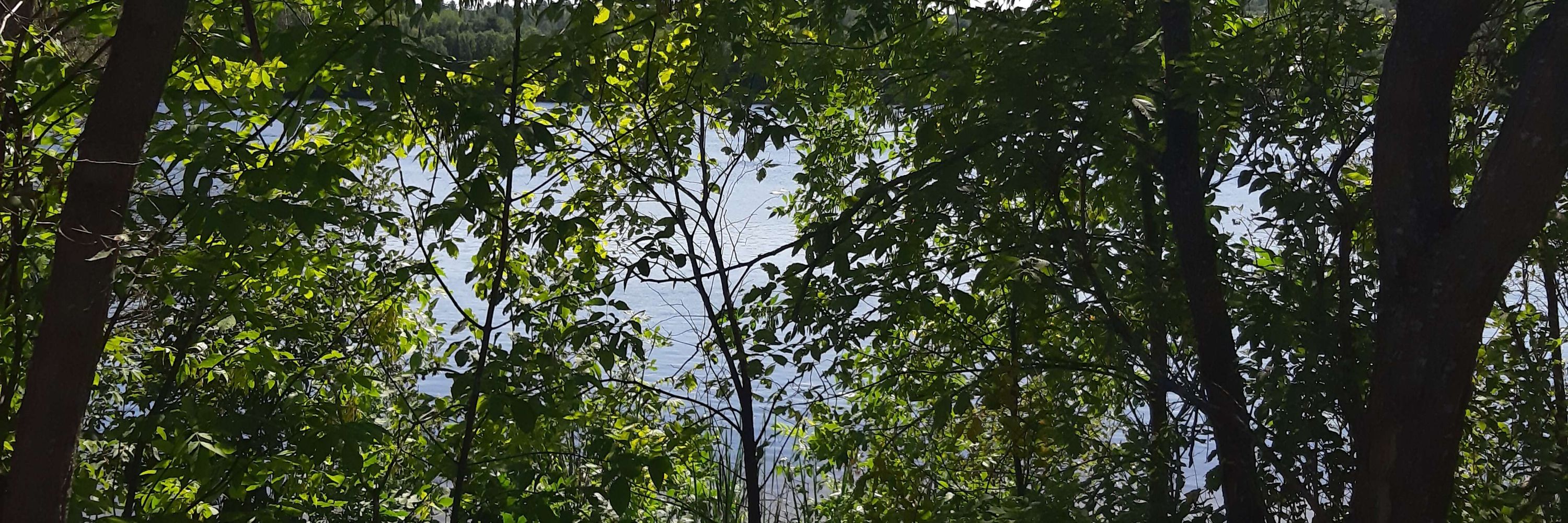 liltleaf