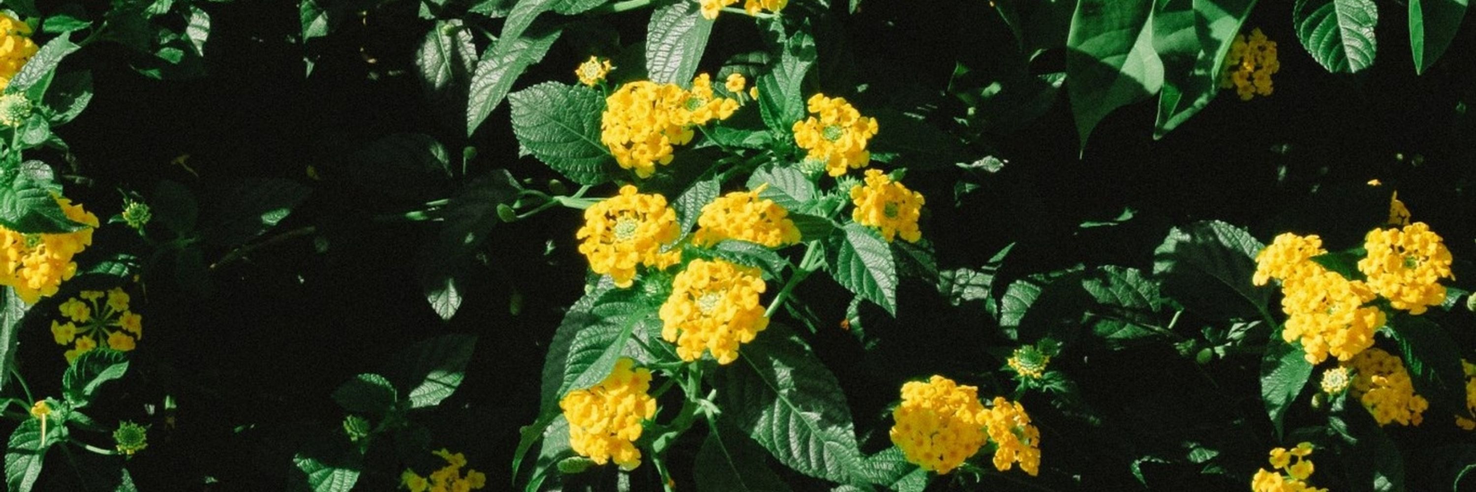 Ve