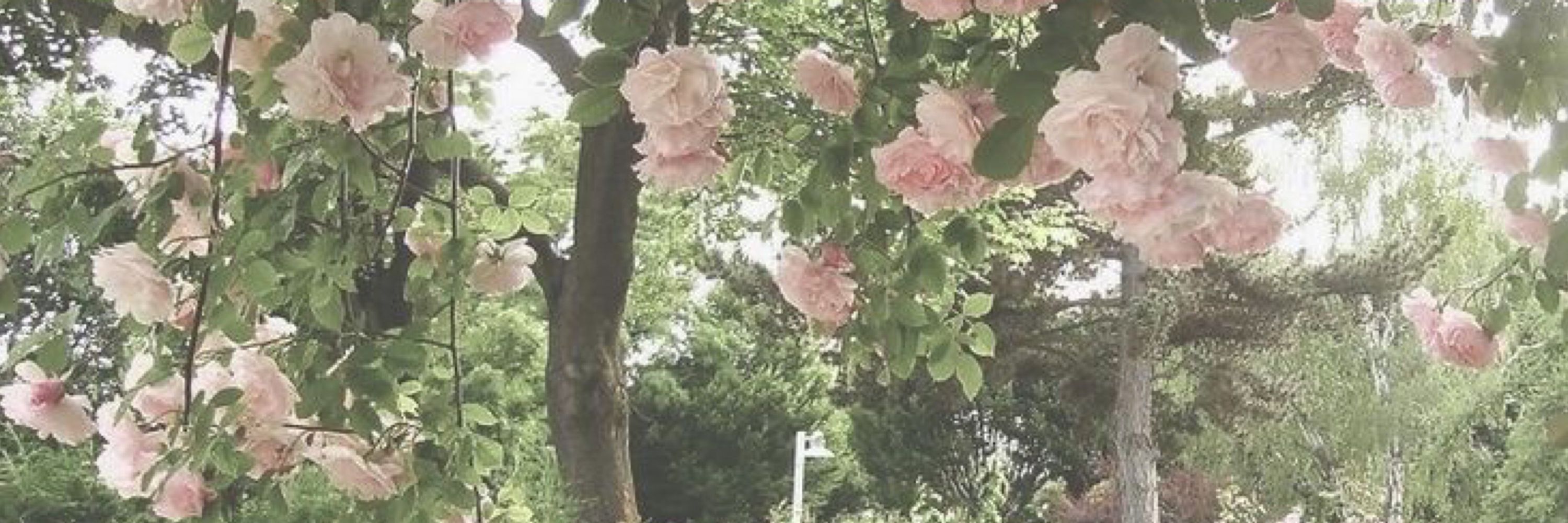 縭苳