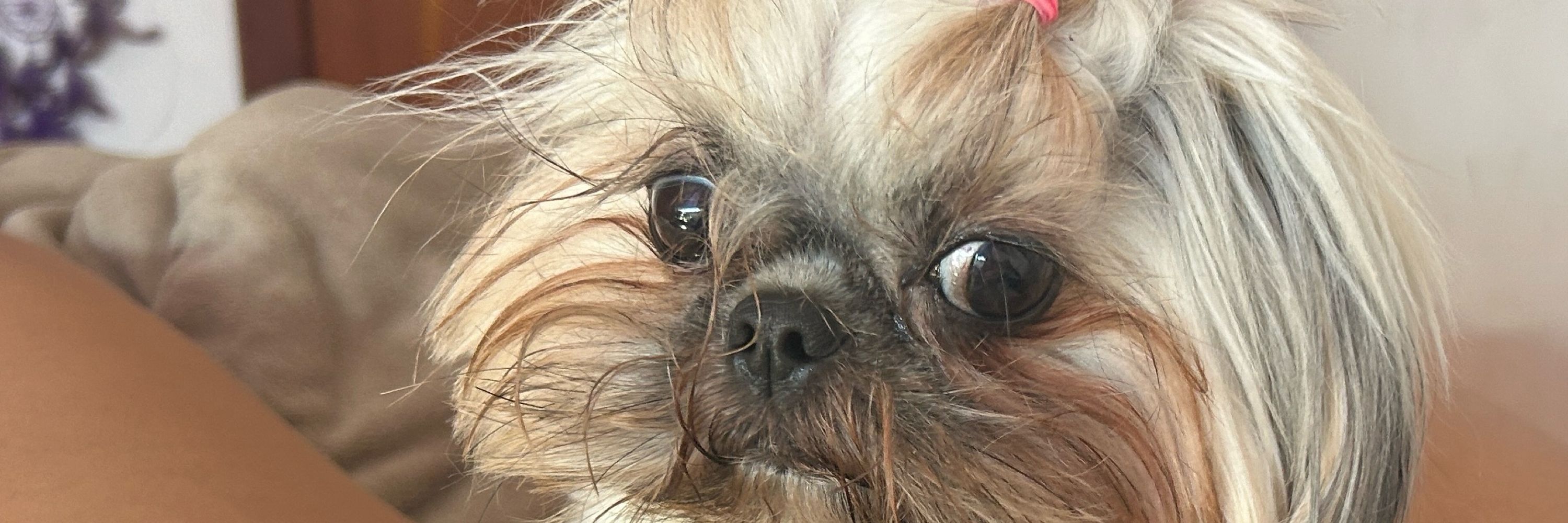 Ju 