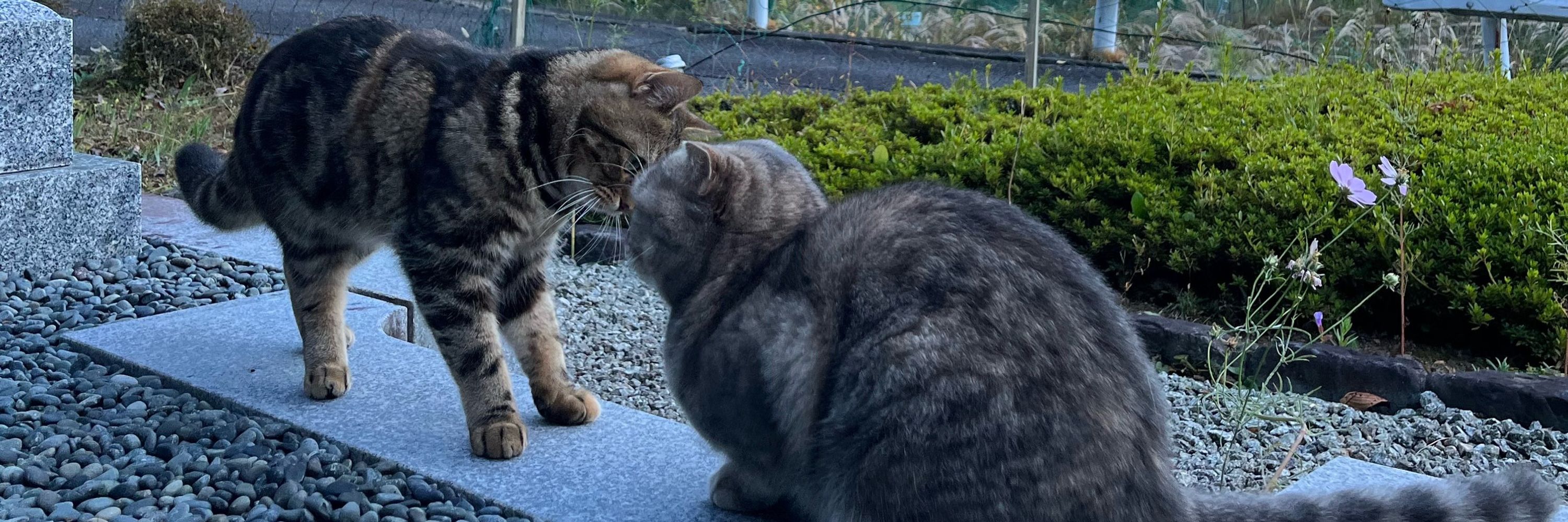 Shima &Neru