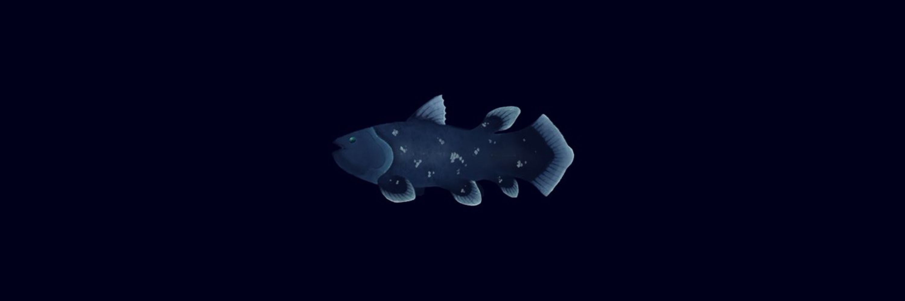 Rubellus | CMS Closed