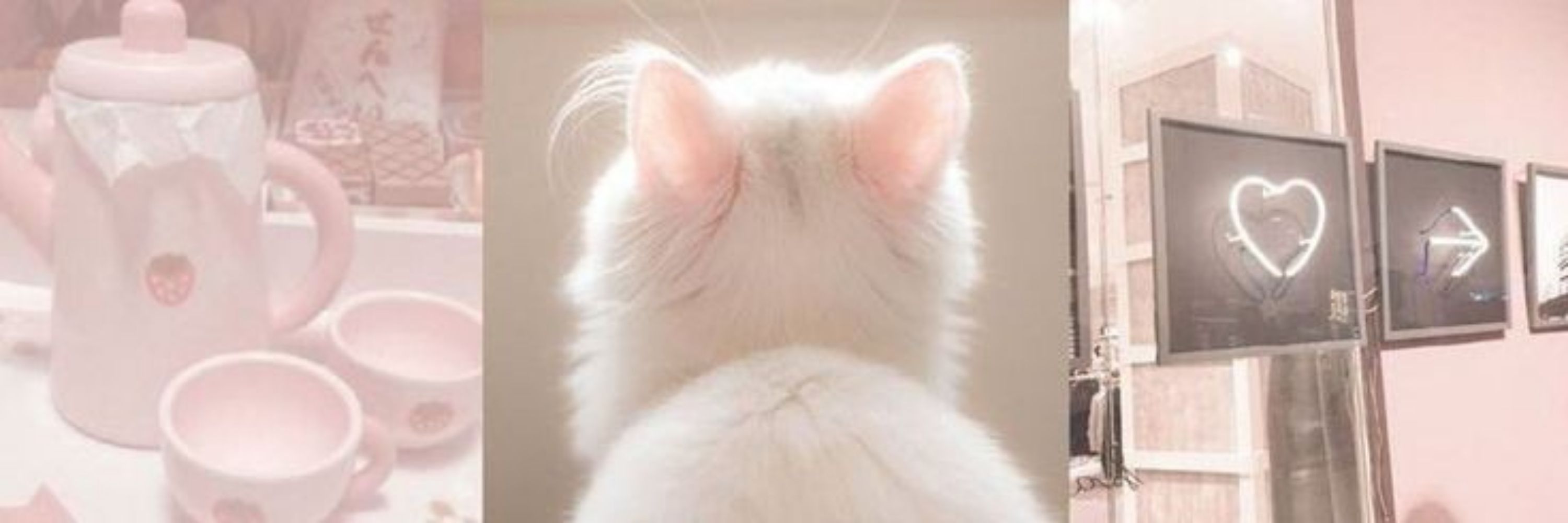 kitty¡♡ — tentando focar