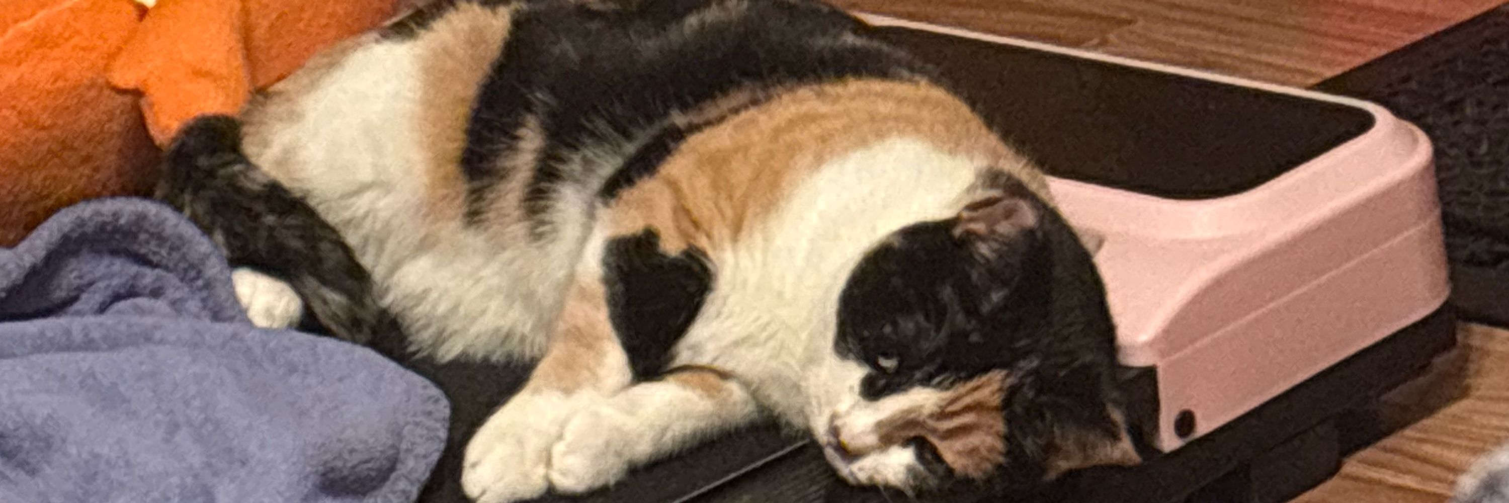 Bella