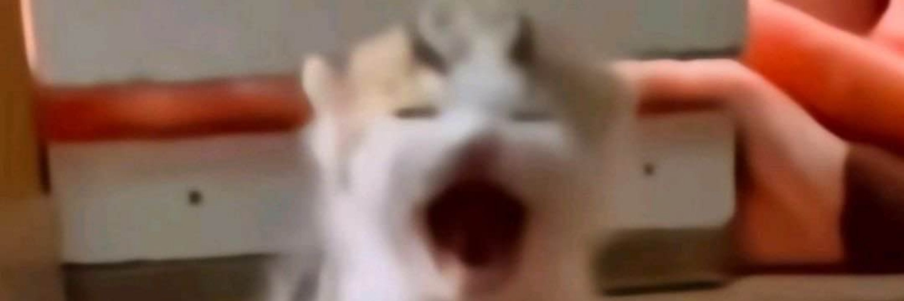 rFuyu
