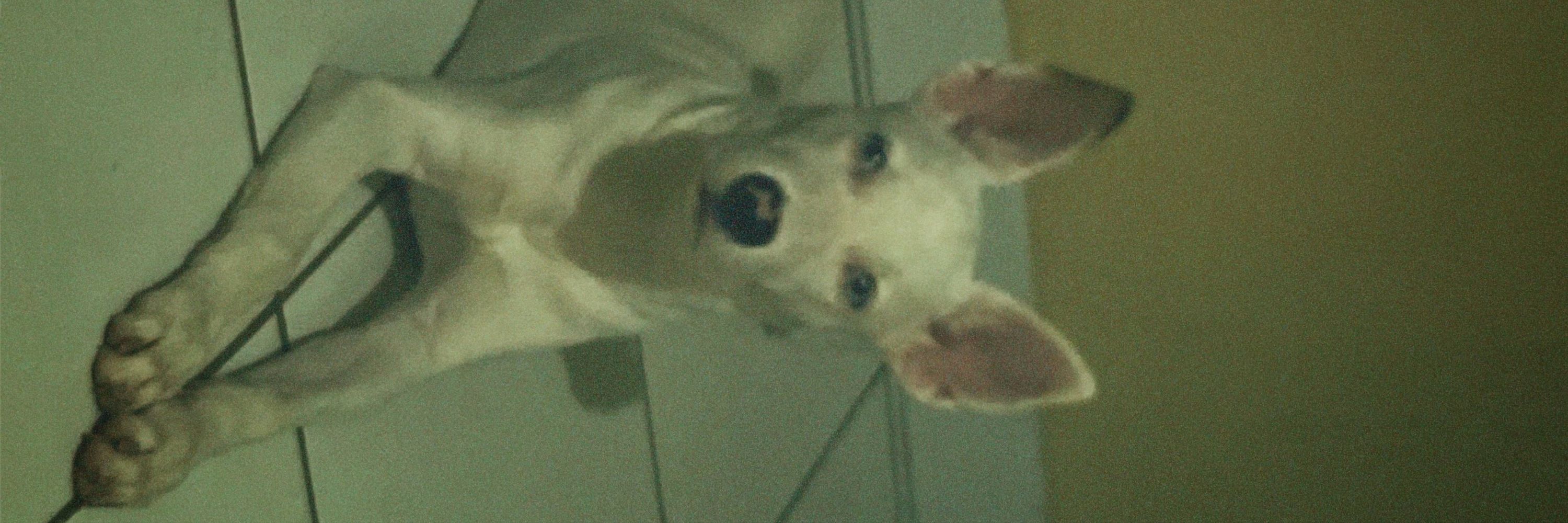 henriique 