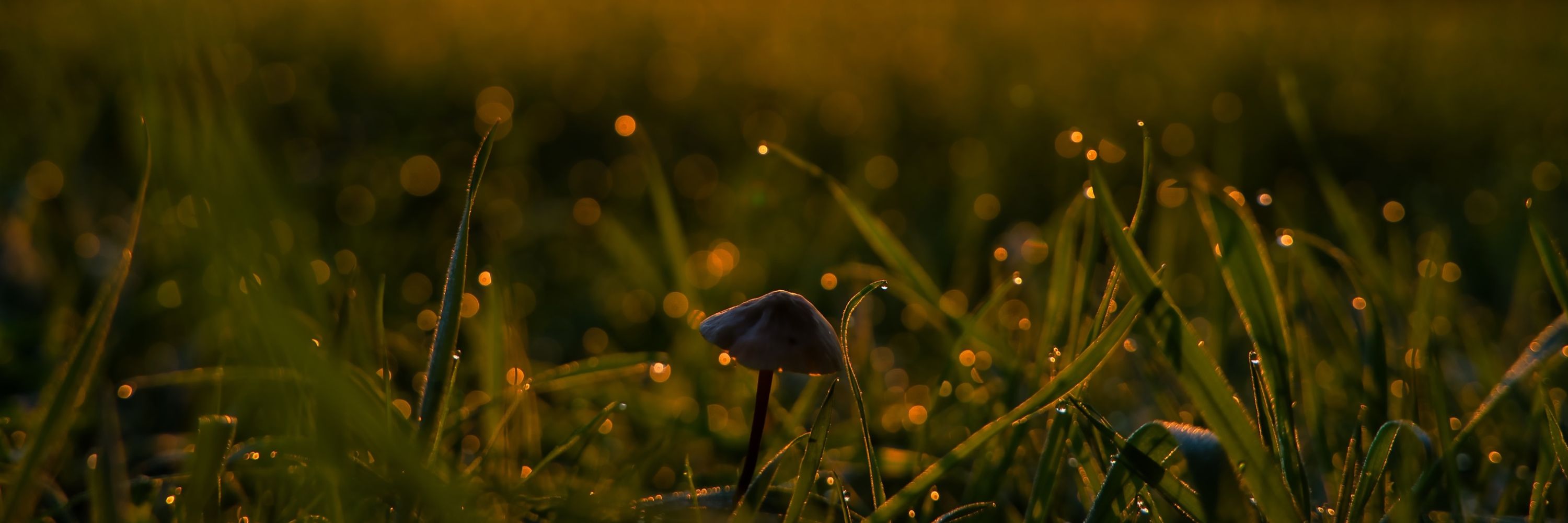 LichtspielBenni