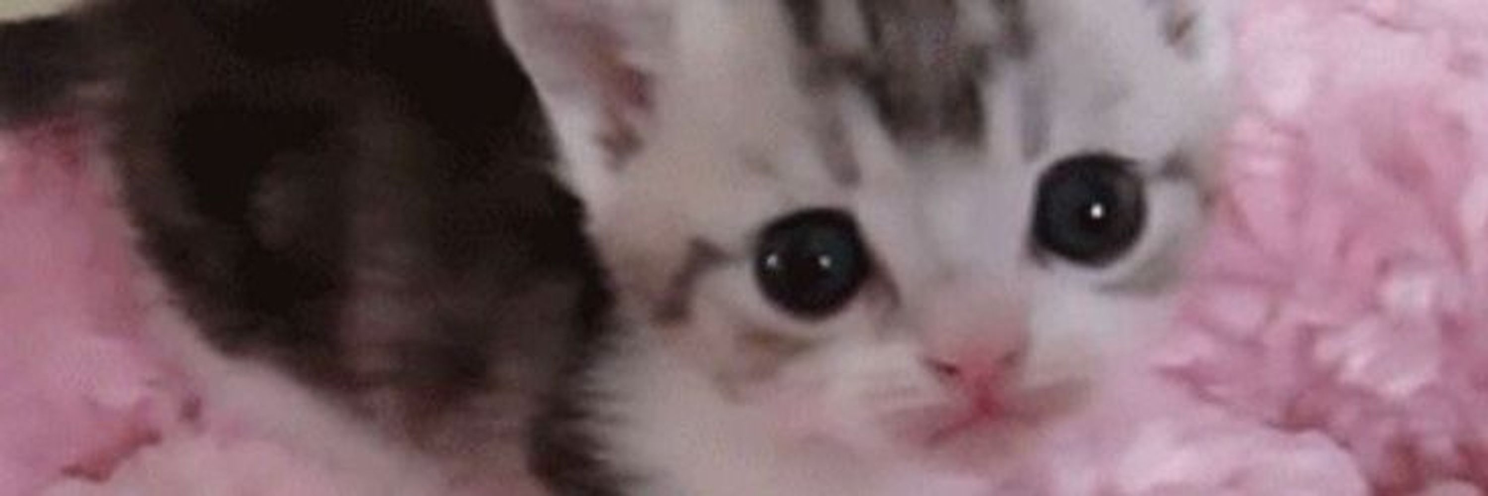 lindo gato 3d - parte 2, cat sim, soy fan #lg3p2