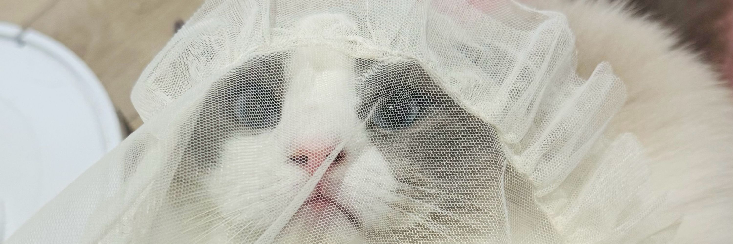 しっぽねこ