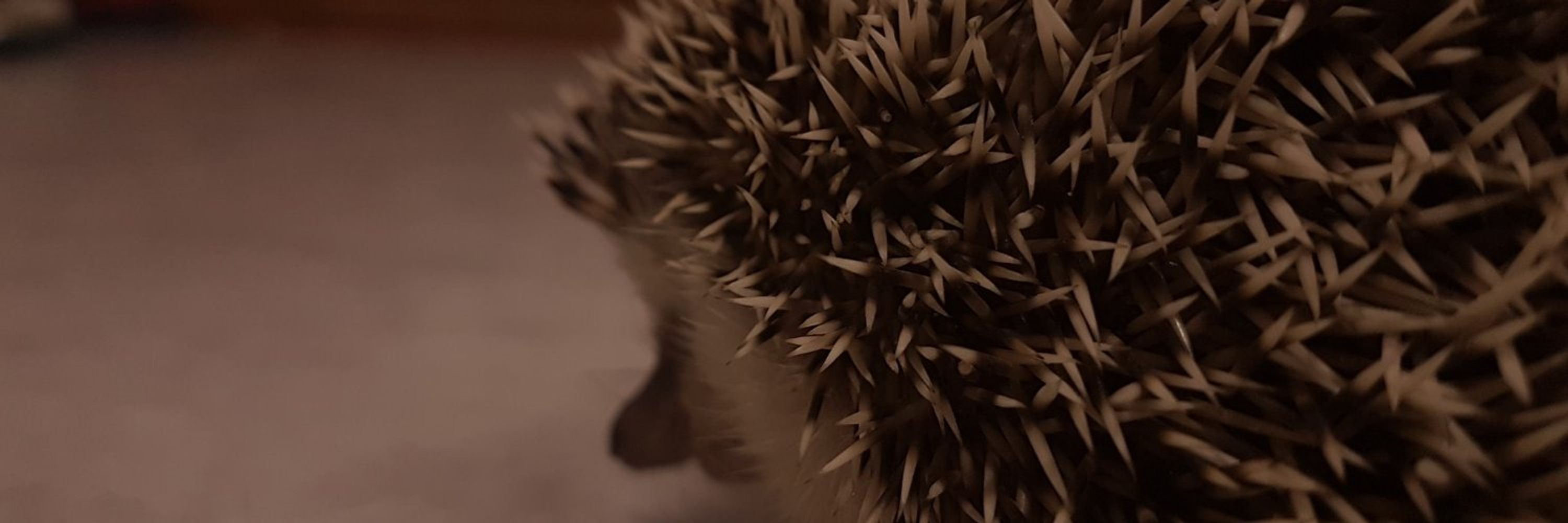 Rom Heron 🌊🦔 | ☕COMISIONES ABIERTAS ☕
