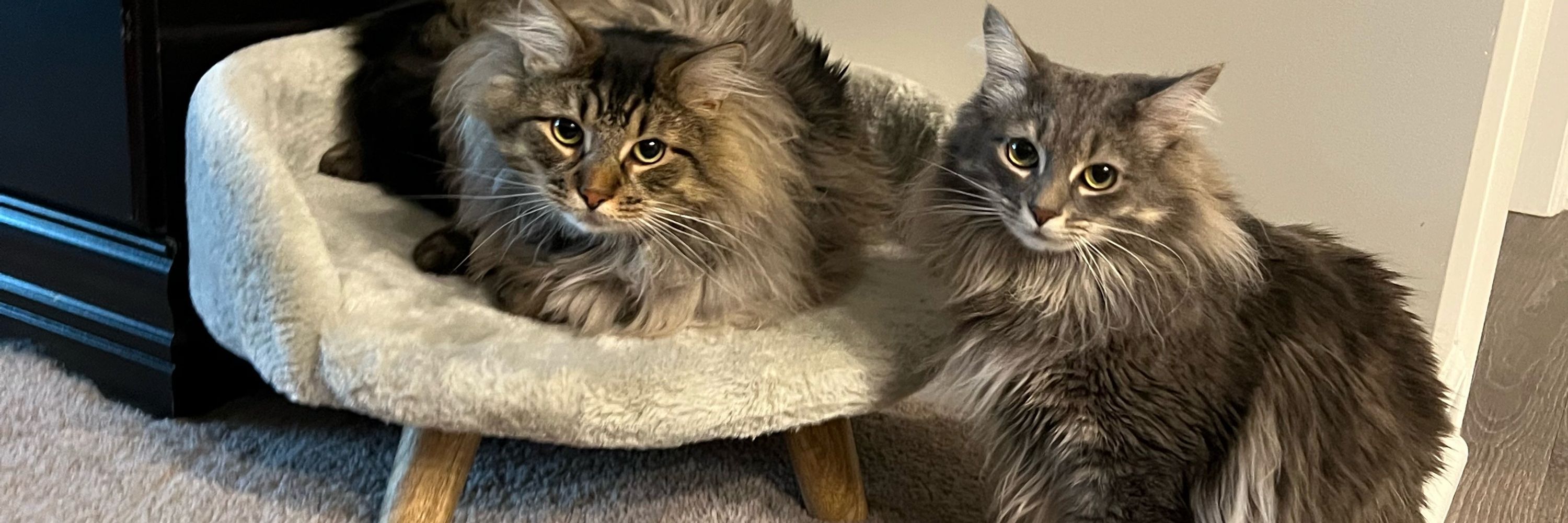 Gracie and Georgie 🐾