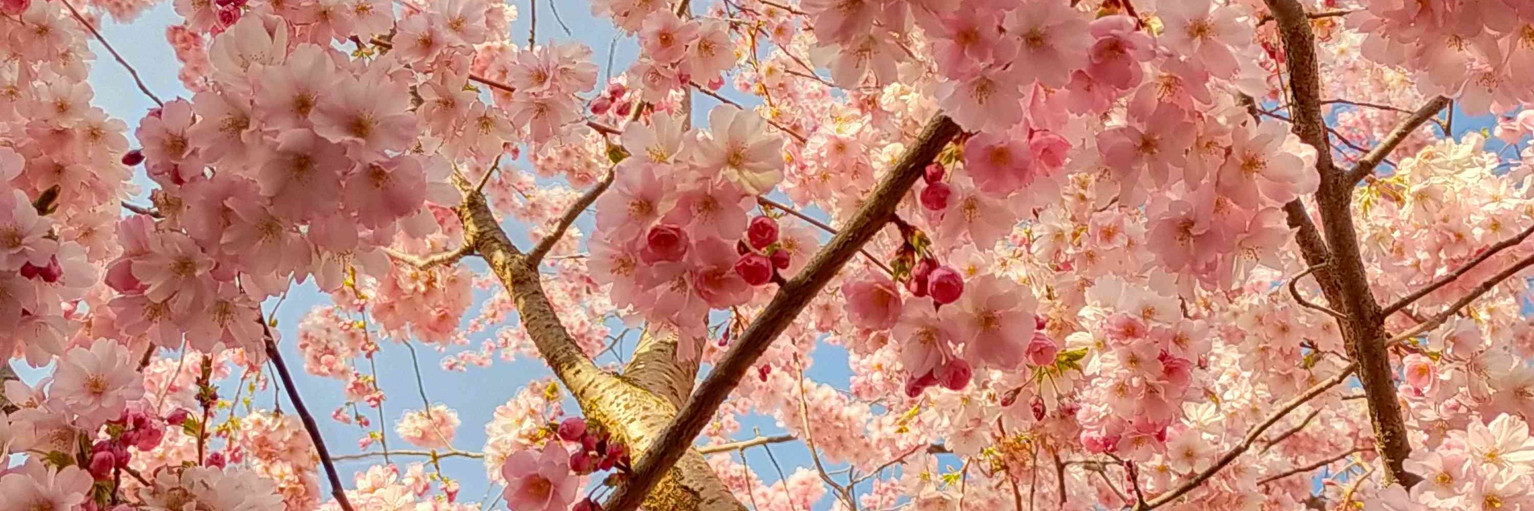 Sakura