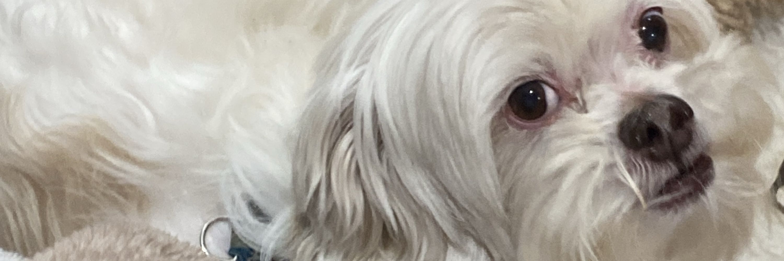 Cachorro Leandro