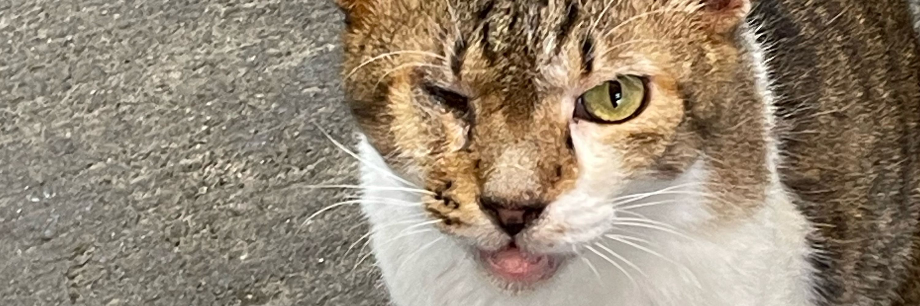 猫と昼寝