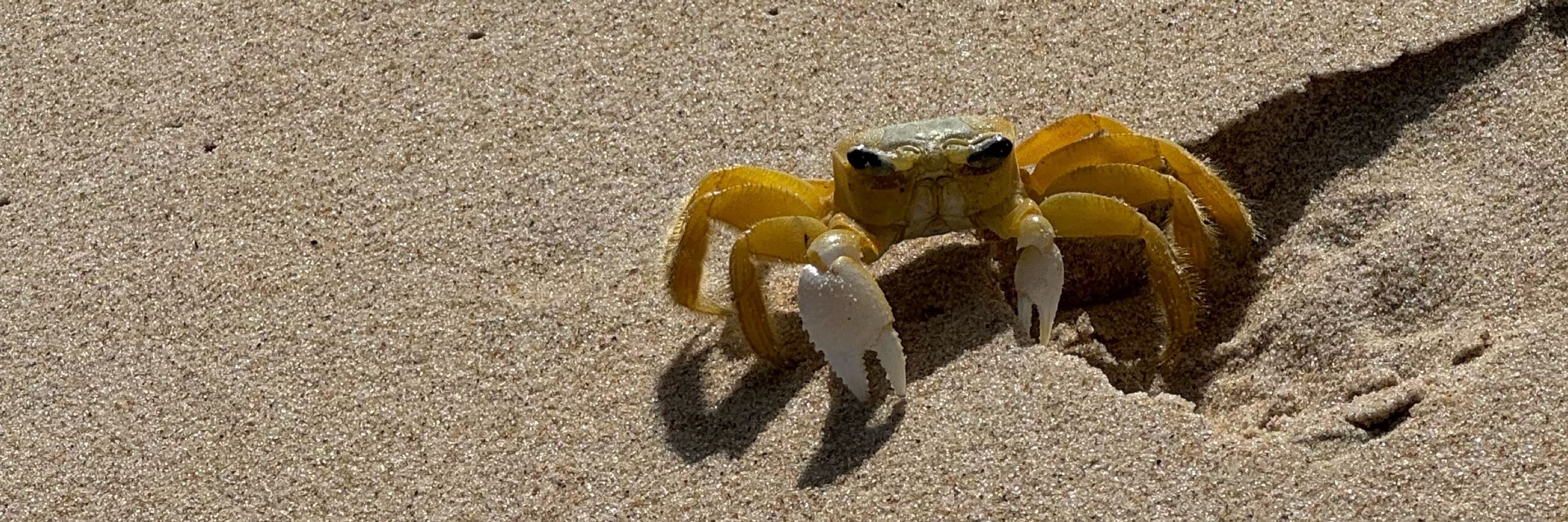 Gustavo