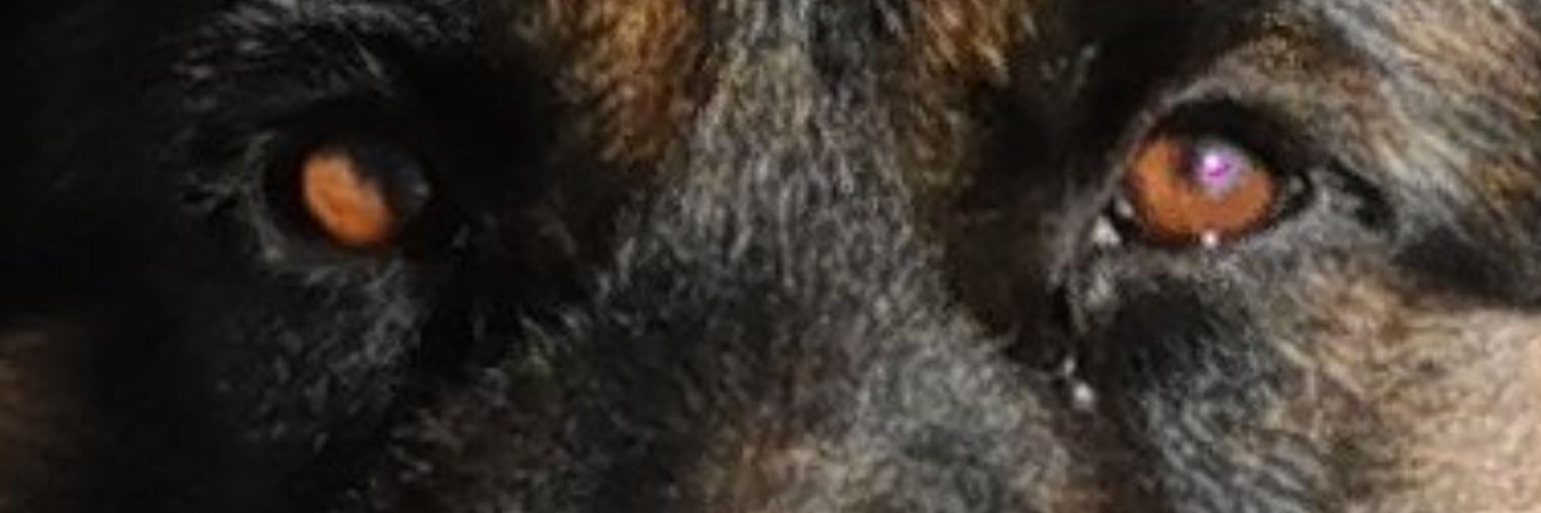DotaWolf