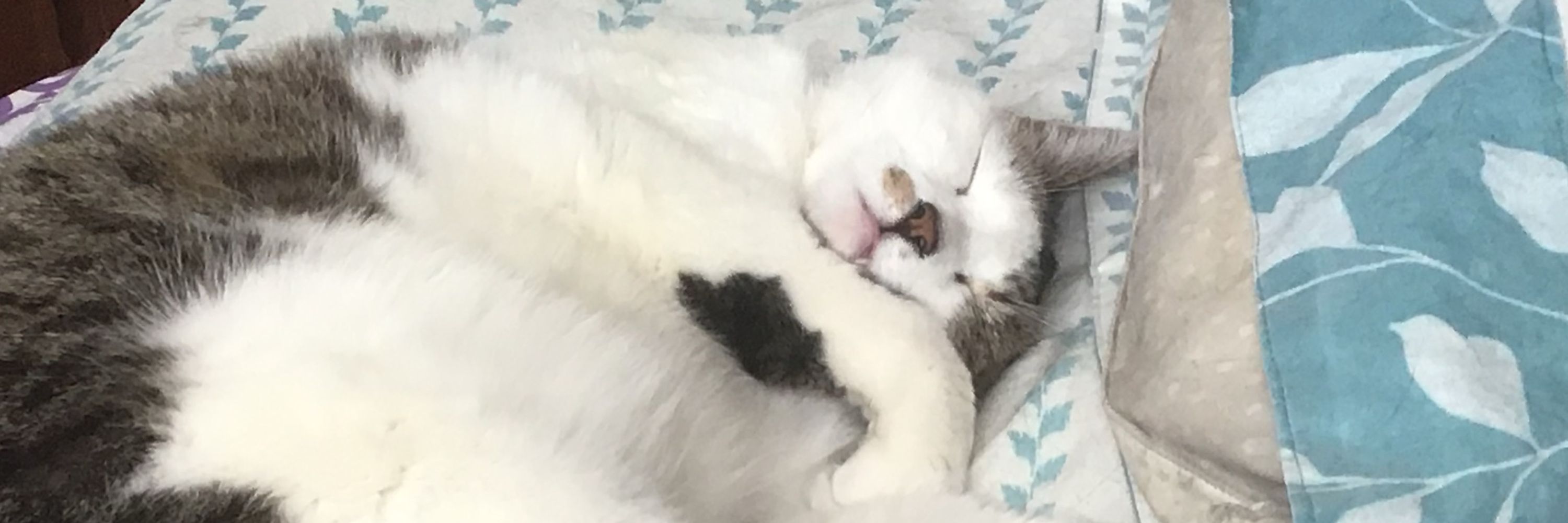 Doc the Dancing Cat