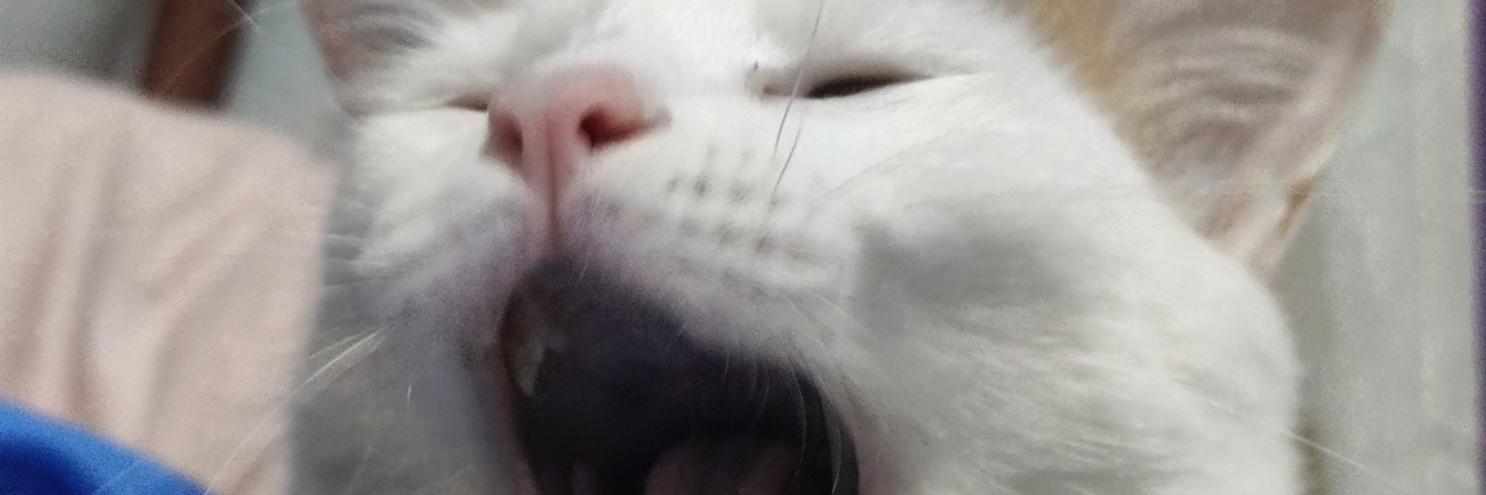 はな