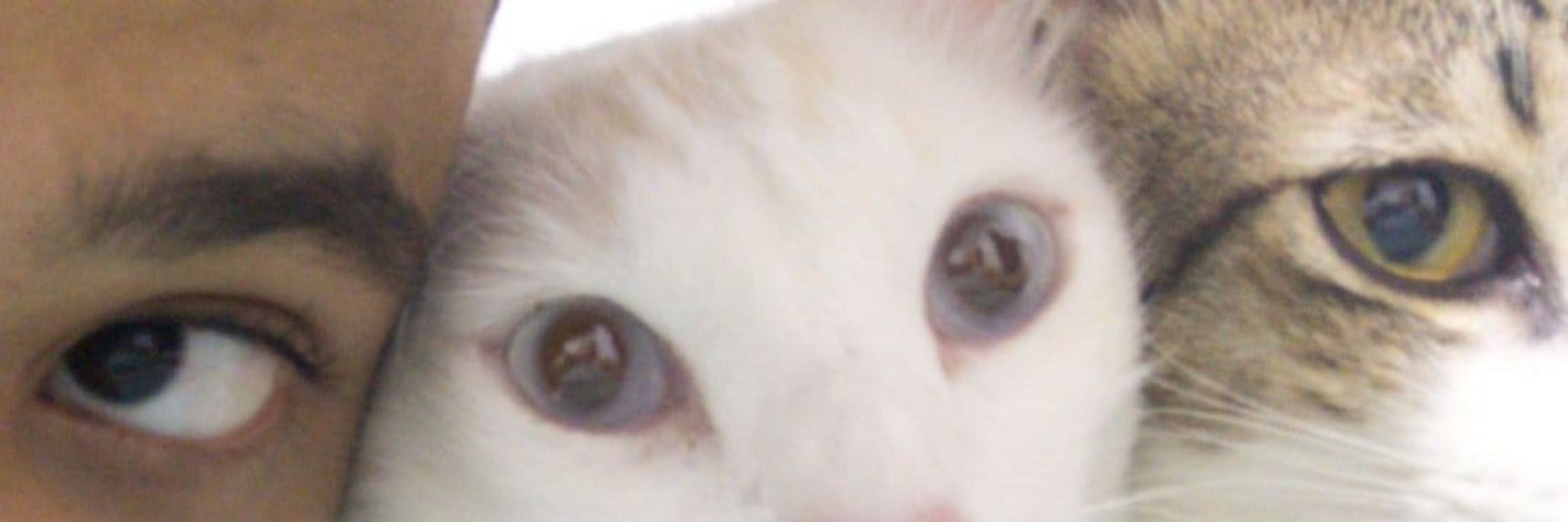 Taiga 