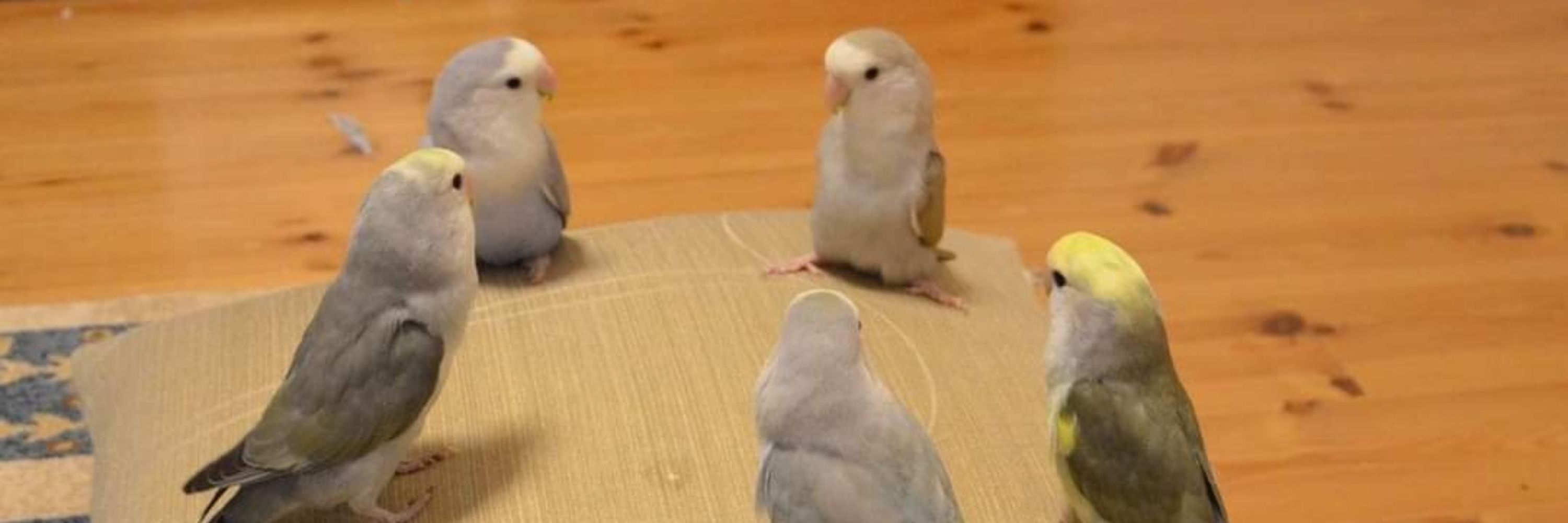 Duha🐈🐦✨