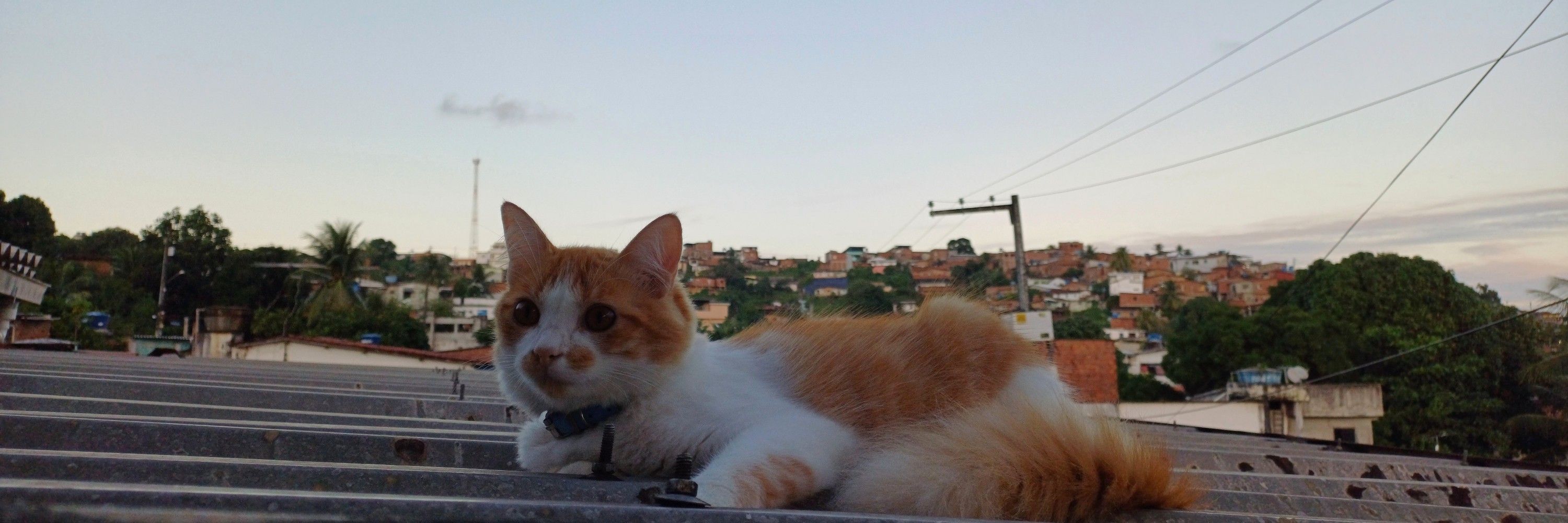 leskinha