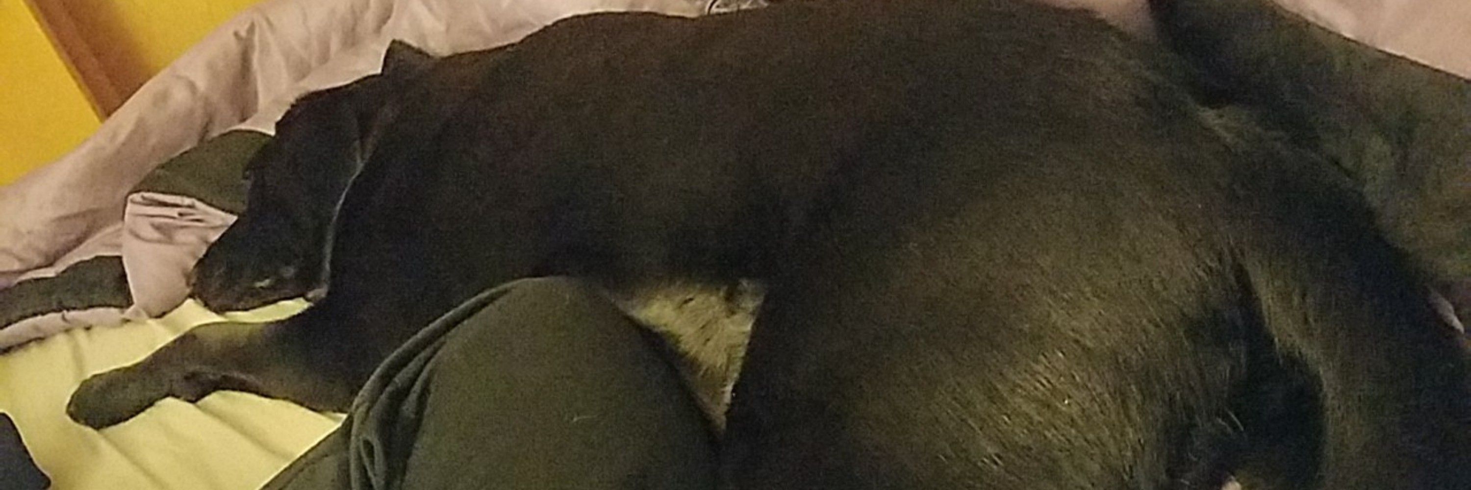 ThatDustyDog