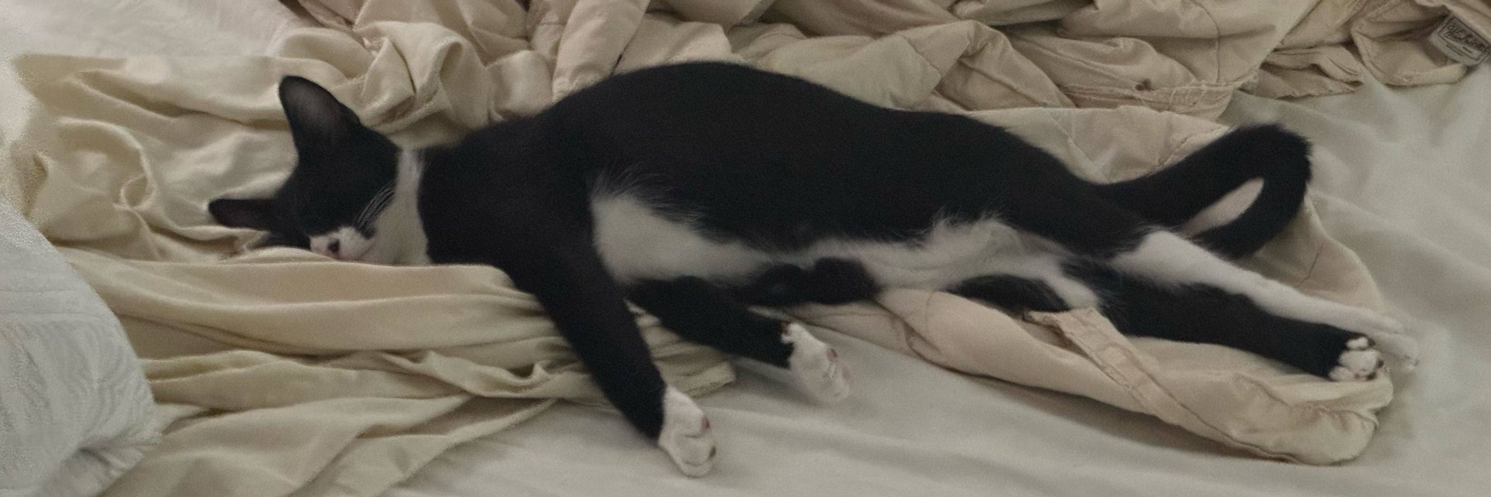 freaky twinky